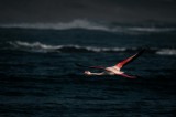 Tablou Canvas, "Flamingo zbur&acirc;nd deasupra oceanului &icirc;ntunecat", Flamingo, Zbor, Ocean, Valuri, Liniște, Natură, Aripi, Apus, 39 x 26 cm, CMCLASS