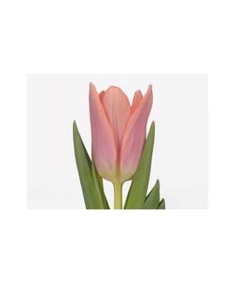 Lalele (Triumph Grp) Neper 10/11 ,bulb foto