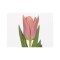 Lalele (Triumph Grp) Neper 10/11 ,bulb