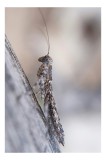 Tablou Canvas, "Mantisă delicată pe lemn aspru", Antene, Aripioare, Culoare, Textură, Detalii, Insectă, Abstract, Natură, Contrast, Fragilitate, 26 x