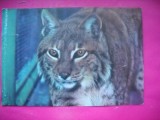 HOPCT 10890 RASUL CARPATIC -LYNX LYNX -FAUNA- -NECIRCULATA