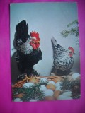 HOPCT 10881 FELICITARE PASCALA /PASTE -COCOS CU GAINA -NECIRCULATA