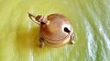 G294-Tamaietor de mana mic portabil marcat EPNS Anglia vechi in alama masiva aurita perioada interbelica inainte de razboi, stare buna.
