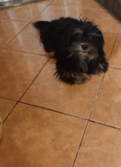 Bichon Metis | 450 Lei Negociabil | Info. in descriere! foto