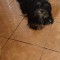 Bichon Metis | 450 Lei Negociabil | Info. in descriere!