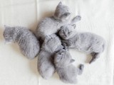 Pui pisica british shorthair