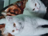 British Shorthair White masculi,blanzi si iubitori