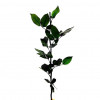 Cozi Criogenate RoseAmor 50cm pt Trandafiri Criogenati, Set 5 buc