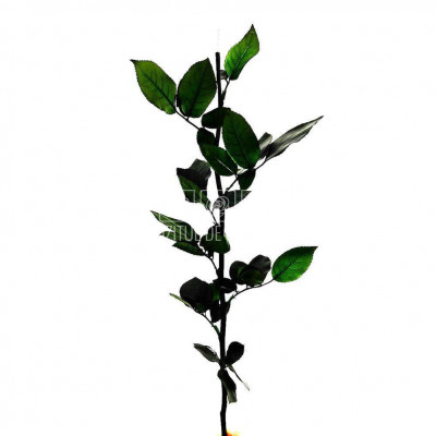 Cozi Criogenate RoseAmor 50cm pt Trandafiri Criogenati, Set 5 buc foto