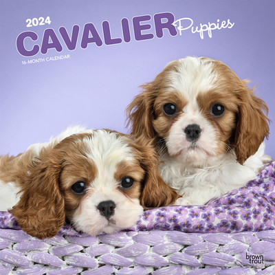 Cavalier King Charles Spaniel Puppies 2024 Square foto