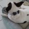 lesa+zgarda reglabila(pietre semipretioase,fundita)pt animale companie-NEGRU,XS