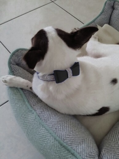 lesa+zgarda reglabila(pietre semipretioase,fundita)pt animale companie-NEGRU,XS