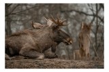 Tablou Canvas, "Elan odihnindu-se pe păm&acirc;nt tomnatic", Eu, Alce, Odihnitor, Crengi, Păm&acirc;nt, Copaci, Cer, Statornic., 39 x 26 cm, CMCLASS