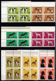 ROMANIA 1981 LP 1024 EXPOZITIA NATIONALA CANINA SERIA IN BLOC DE 4 TIMBRE COLT DE COALA STARE MNH