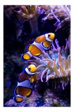 Tablou Canvas, "Clovni colorați printre corali vibranți", Pești, Clovn, Portocalii, Anemone, Coral, Subacvatic, Colorat, Frumos, Acvariu, Vieți, Natur