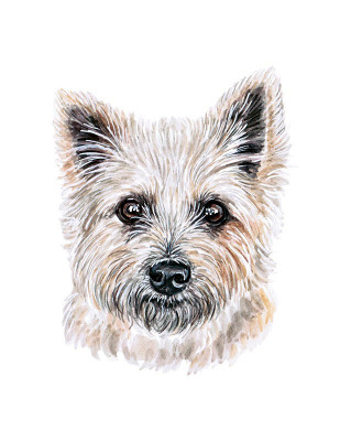Sticker decorativ Caine Cairn Terrier , Gri, 69cm, 3711ST foto