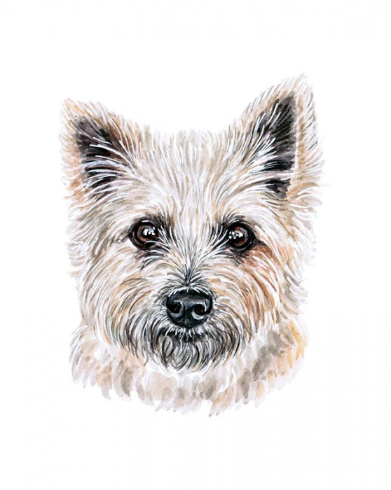 Sticker decorativ Caine Cairn Terrier , Gri, 69cm, 3711ST