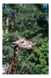 Tablou Canvas, "Girafa savur&acirc;nd hrana sănătoasă", Giraffe, Tree, Leaves, Tall, Nature, Spots, Branches, Green, Wildlife, 26 x 39 cm, CMCLASS