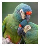 Tablou Canvas, "Papagali &icirc;ntr-o tandră &icirc;mbrățișare verde", Nu pot să identific persoane sau animale specifice &icirc;n imagini, dar pot spune că fotografia