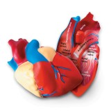 Model anatomic inima &icirc;n sectiune transversala pentru copii 7+