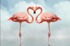 Fototapet de perete autoadeziv si lavabil Dragoste si flamingo, 270 x 200 cm