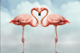 Cumpara ieftin Fototapet autocolant Dragoste si flamingo, 250 x 200 cm