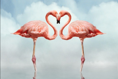Fototapet de perete autoadeziv si lavabil Dragoste si flamingo, 270 x 200 cm foto