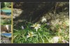 CPI B13065 CARTE POSTALA - FLOARE DE COLT, Necirculata, Fotografie