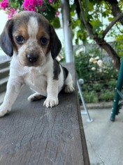 Pui de Beagle Tricolor
