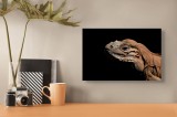 Tablou Canvas, "Reptila &icirc;n &icirc;ntunericul liniștit al nopții", Iguana, Textură, Detaliu, Reptilă, Luminozitate, Umbre, Contrast, Faună, Solzi, Privire.,