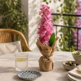 Ghiveci Decorativi cu Zambila Fucsia &icirc;n Iută - Dimensiune 32cm, CMCLASS