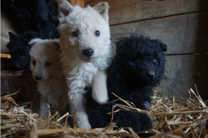 Catei Mudi de intors oi