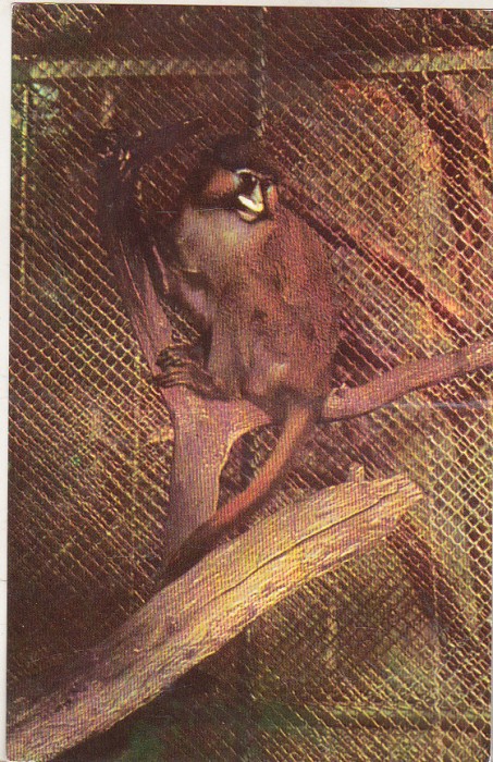 bnk cp Bucuresti - Gradina zoologica - Cercopitec - necirculata