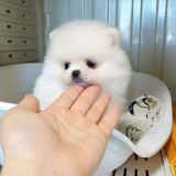 Pomeranian Boo cu genetic pur,