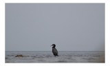 Tablou Canvas, "Cormoran solitar pe valuri liniștite", Pasăre, Apă, Singurătate, Cer Cenușiu, Mal Distant, Liniște, Natură., 39 x 26 cm, CMCLASS