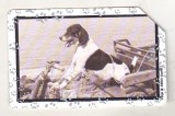 bnk card Cartele telefonice - Italia - fauna - caine
