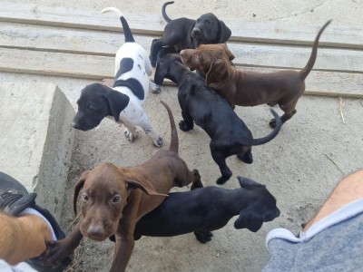 Brac german par scurt foto