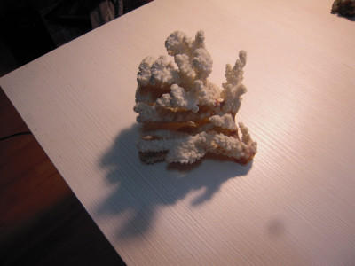 Coral alb decorativ dimensiuni aproximative 18x18 cm foto