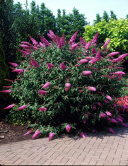 Liliac de vara roz (Buddleja dav. Pink Delight) foto