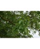 Nuc Juglans Regia 50-80cm, Radacina Libera - Arbore Fructifer de Gradina, Productie Nuci