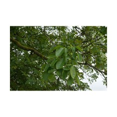 Nuc 50-80cm , Juglans Regia , radacina libera