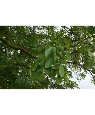 Nuc 50-80cm , Juglans Regia , radacina libera foto