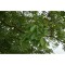 Nuc 50-80cm , Juglans Regia , radacina libera