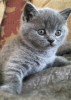 Pui pisica british shorthair, #1 All Systems