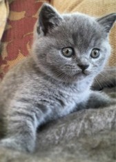 Pui pisica british shorthair