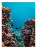 Tablou Canvas, "Ad&acirc;ncurile misterioase ale oceanelor albastre", Corali, Pești, Albastru, Ocean, Scufundare, Roci, Viață, Marine, Lumini, Ad&acirc;ncuri, 26