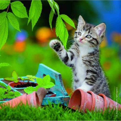 Puzzle Pisicute Tigrate, 3X49 Piese foto