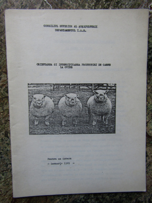 ORIENTAREA SI INTENSIFICAREA PRODUCTIEI DE CARNE LA OVINE