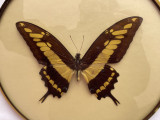 Rar!!! Frumos insectar cu fluturele Coada randunicii rege, PAPILIO THOAS CINYRAS