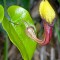 Aristolochia sempervirens - 5 seminte pentru semanat